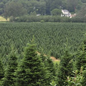 Sapin de Noël